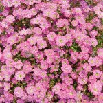 Гіпсофіла Гіпсі діп роуз (deep rose) /5 мультидраже/ *Sakata*