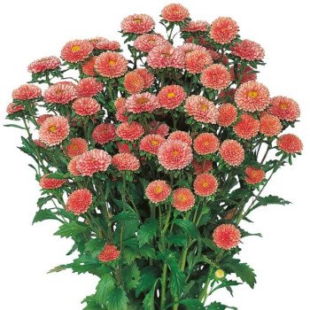 Астра Мацумото абрикосовая (apricot) /100 семян/ *Sakata*