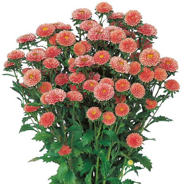 Насіння айстри Мацумото абрикосова (apricot) /100 насінин/ *Sakata*