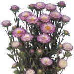 Астра Мацумото синяя с белым (blue tipped white) /100 семян/ *Sakata*