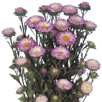 Астра Мацумото синяя с белым (blue tipped white) /100 семян/ *Sakata*