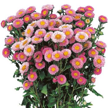 Астра Мацумото пинк (pink) /100 семян/ *Sakata*