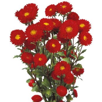 Астра Мацумото красная (red) /100 семян/ *Sakata*