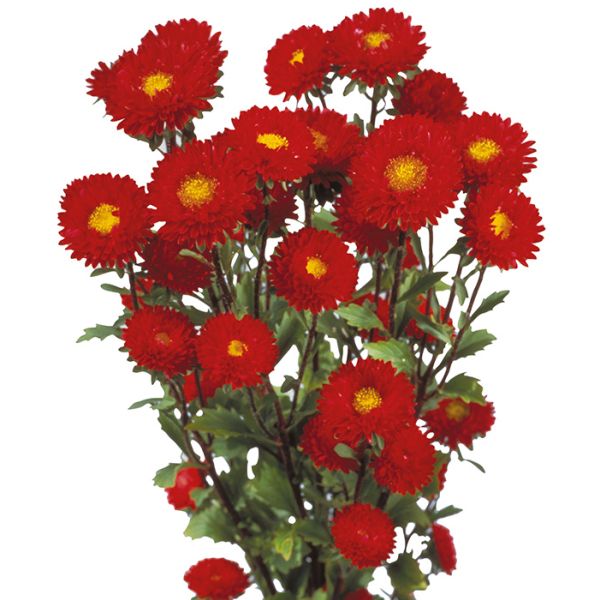 Семена астры Мацумото красная (red) /100 семян/ *Sakata*