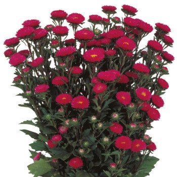 Астра Мацумото розовая (rose) /100 семян/ *Sakata*