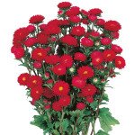 Айстра Мацумото скарлет (scarlet) /100 насінин/ *Sakata*