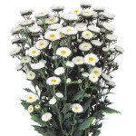 Астра Мацумото белая (white) /100 семян/ *Sakata*