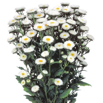 Астра Мацумото белая (white) /100 семян/ *Sakata*