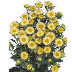 Астра Мацумото желтая (yellow) /100 семян/ *Sakata*