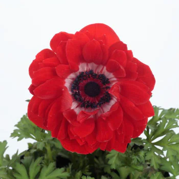Анемона Гармония F1 скарлет (scarlet) /5 семян/ *Sakata*
