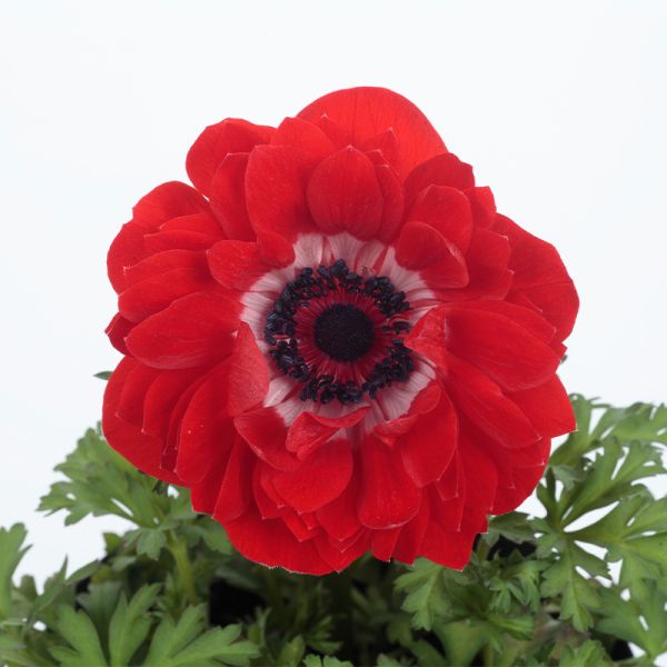 Семена анемоны Гармония F1 скарлет (scarlet) /5 семян/ *Sakata*