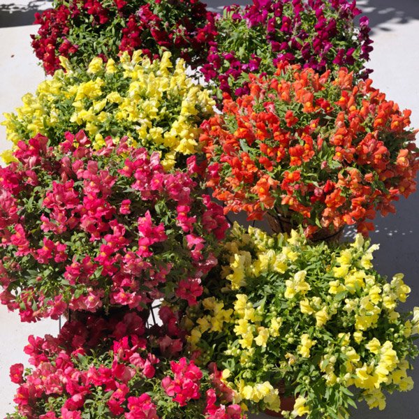 Насіння антірінума Кенді Шауер F1 суміш (mix) /5 насінин/ *Sakata*