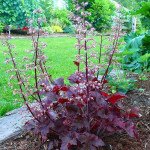 Гейхера Мелтинг Файер /20 драже/ *Pan American*