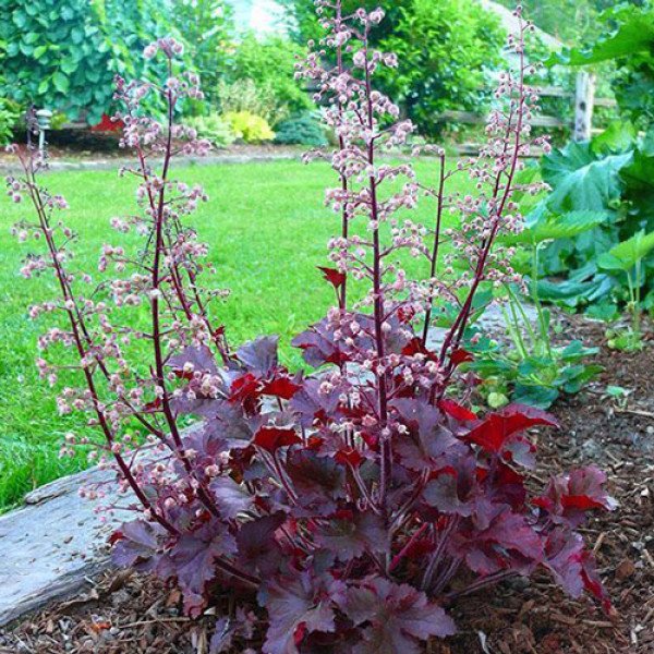 Семена гейхеры Мелтинг Файер /20 драже/ *Pan American*