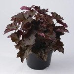 Гейхера Пурпел Палас /20 драже/ *Pan American*