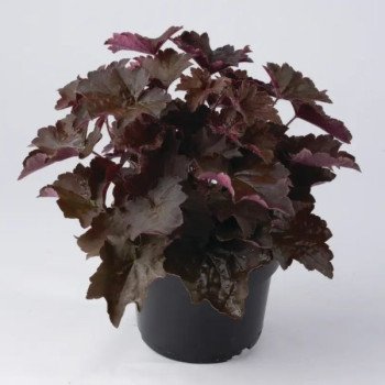 Гейхера Пурпел Палас /20 драже/ *Pan American*