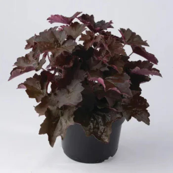 Гейхера Пурпел Палас /20 драже/ *Pan American*