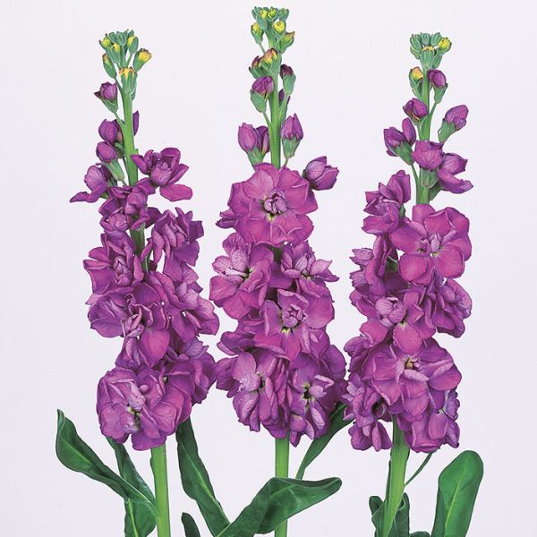 Семена маттиолы Айрон синяя (blue) /20 семян/ *Sakata*