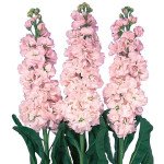 Матіола Айрон черрі блоссом (cherry blossom) /20 насінин/ *Sakata*