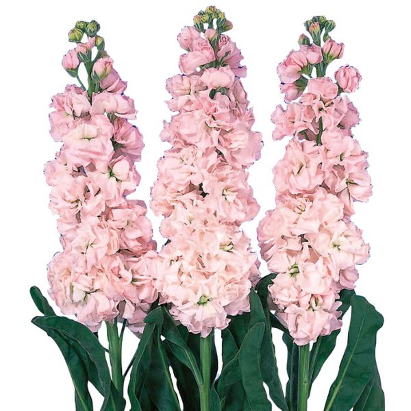 Насіння матіоли Айрон черрі блоссом (cherry blossom) /20 насінин/ *Sakata*