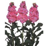 Маттиола Айрон дип пинк (deep pink) /20 семян/ *Sakata*