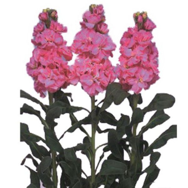 Семена маттиолы Айрон дип пинк (deep pink) /20 семян/ *Sakata*