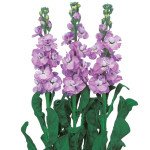 Матіола Айрон маріне (marine) /20 насінин/ *Sakata*