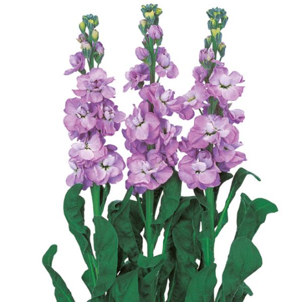 Семена маттиолы Айрон марине (marine) /20 семян/ *Sakata*