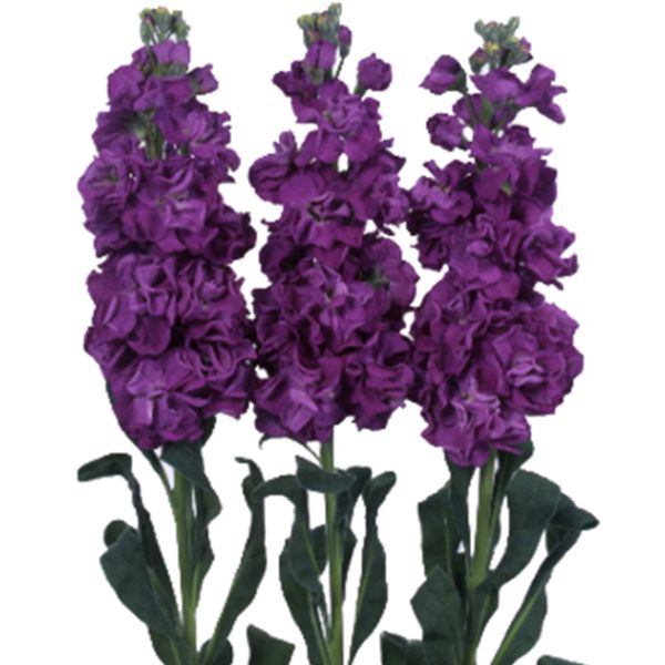 Насіння матіоли Айрон пурпурна (purple) /20 насінин/ *Sakata*