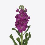 Матіола Айрон рожева (rose) /20 насінин/ *Sakata*