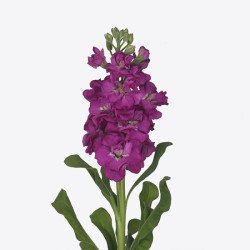 Маттиола Айрон розовая (rose) /20 семян/ *Sakata*