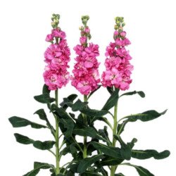 Матіола Айрон рожево-малинова (rose pink) /20 насінин/ *Sakata*