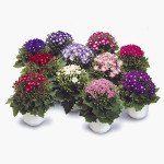 Перикаліс Стар Вос F1 суміш (mix) /5 насінин/ *Sakata*