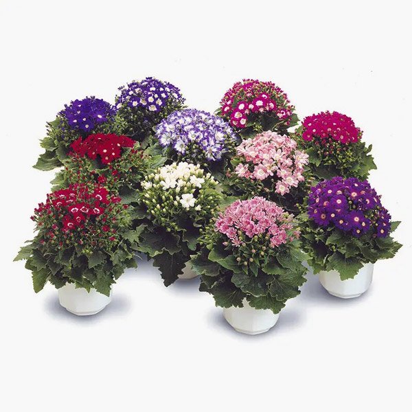 Насіння перикаліса Стар Вос F1 суміш (mix) /5 насінин/ *Sakata*