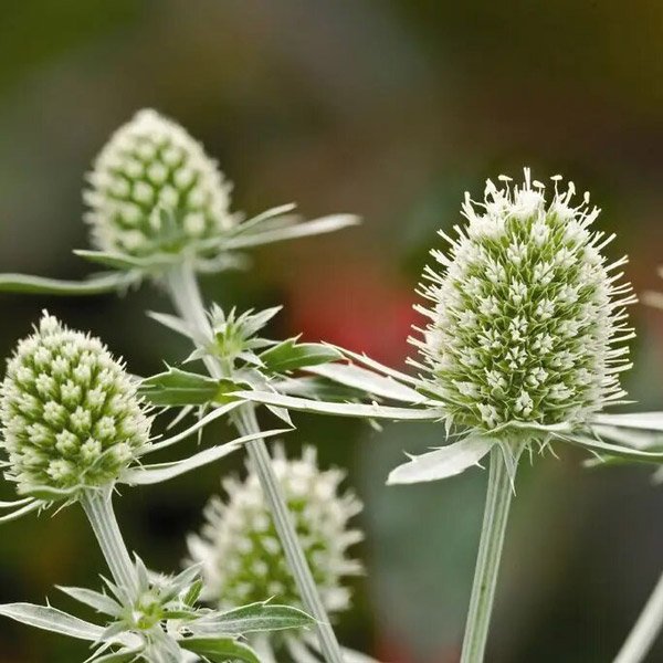 Насіння синьоголовника Біле сяйво /5 насінин/ *Benary*