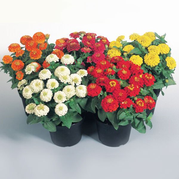 Насіння цинії Цинніта F1 суміш (mix) /10 насінин/ *Benary*