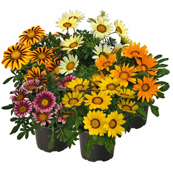 Насіння газанії Зані F1 суміш (mix) /20 насінин/ *Benary*