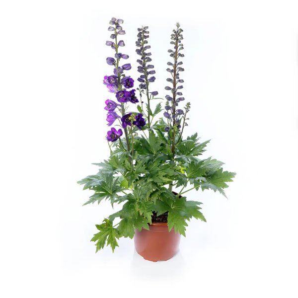 Семена дельфиниума Дельфина темно-синий с черным глазком (dark blue black bee) /10 семян/ *Syngenta*