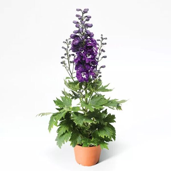 Семена дельфиниума Дельфина темно-синий с белым глазком (dark blue white bee) /10 семян/ *Syngenta*