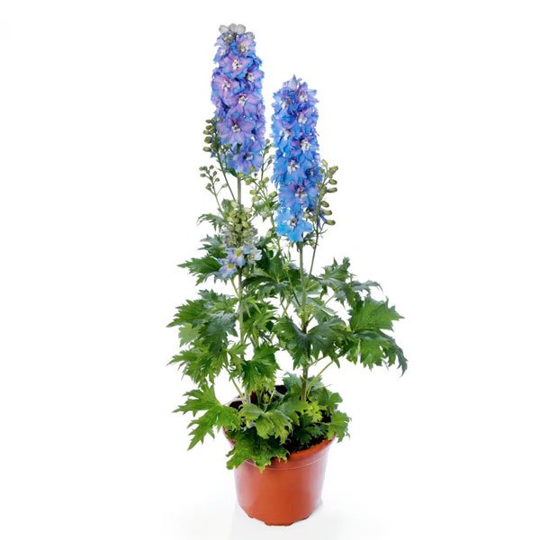 Семена дельфиниума Дельфина светло-синий с белым глазком (light blue white bee) /10 семян/ *Syngenta*