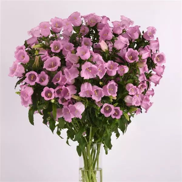 Семена колокольчика Кампана малиновый (pink) /10 семян/ *Pan American*