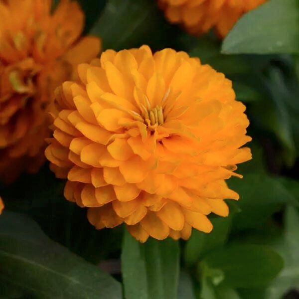 Насіння цинії Сахара F1 яскраво-помаранчева (bright orange) /10 насінин/ *Pan American*