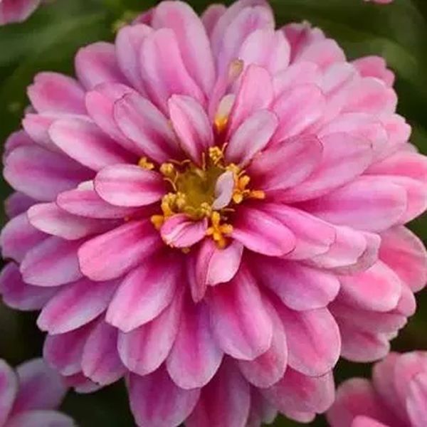 Насіння цинії Сахара F1 разберрі ріппл (raspberry ripple) /10 насінин/ *Pan American*