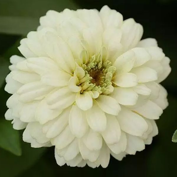 Насіння цинії Сахара F1 біла (white) /10 насінин/ *Pan American*