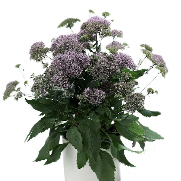 Насіння трахеліума Пессіон бузковий (lilac) /5 насінин/ *Pan American*