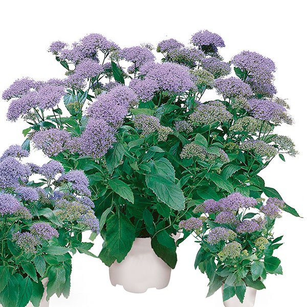 Семена трахелиума Пессион фиолетовый (violet) /5 семян/ *Pan American*