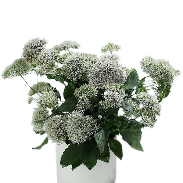 Насіння трахеліума Пессіон білий (white) /5 насінин/ *Pan American*