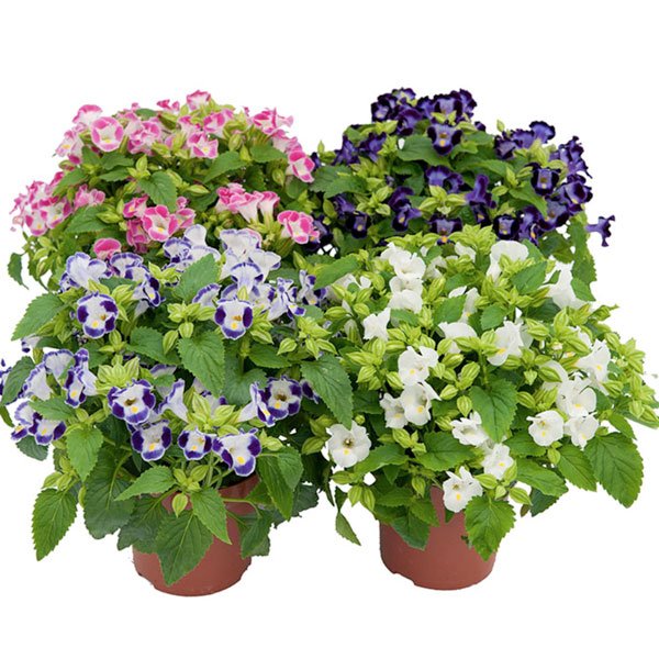 Насіння торенії Літтл Кісс F1 суміш (mix) /10 насінин/ *Sakata*