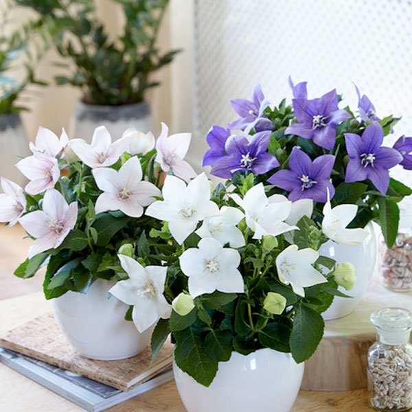 Насіння платикодону Астра F1 суміш (mix) /10 насінин/ *Sakata*