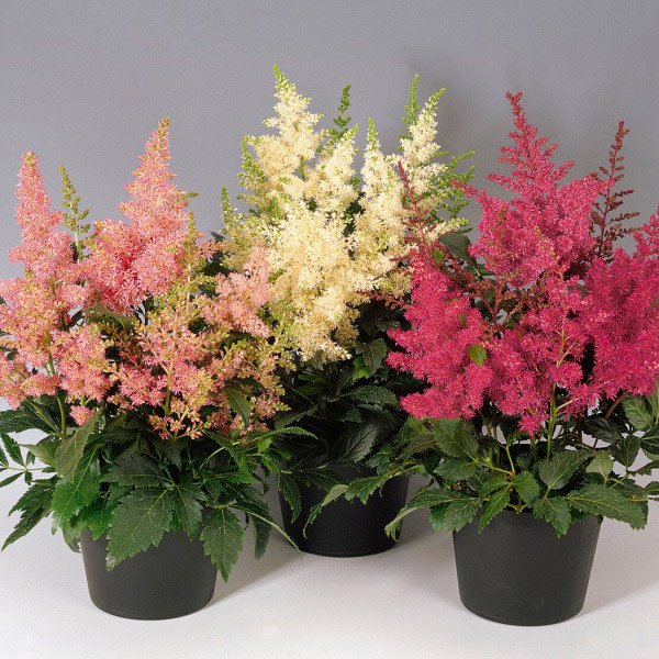 Насіння астільби Астарі суміш (mix) /5 насінин/ *Benary*